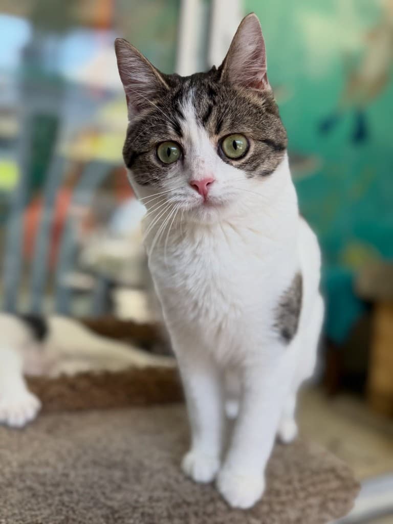 A white and tabby cat with striking green eyes perched on a cat tree at the National Cat Protection Society shelter