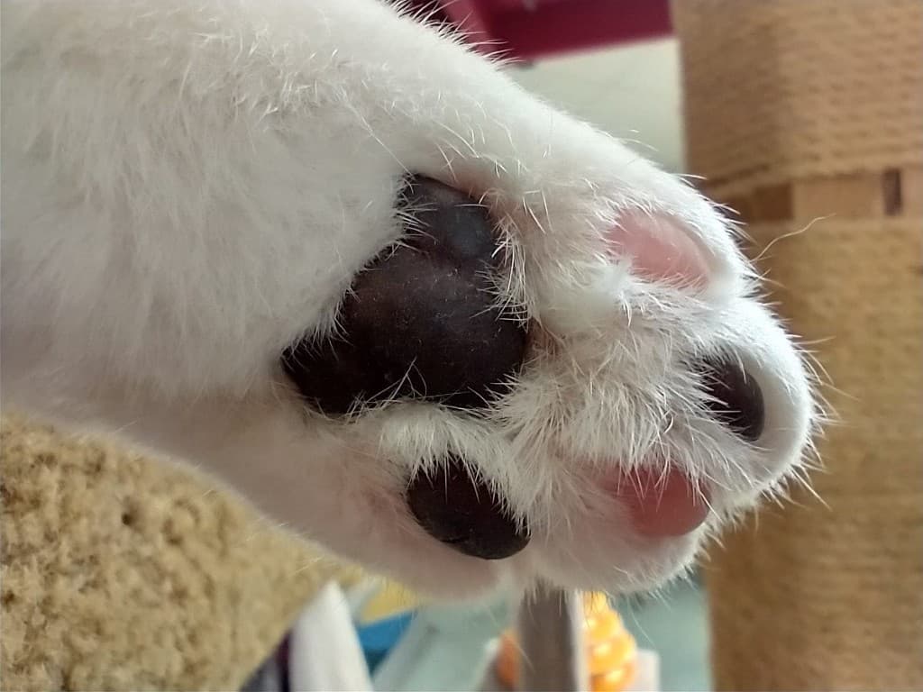 Close-up of a white cat's paw resting on a cat tree at the National Cat Protection Society shelter