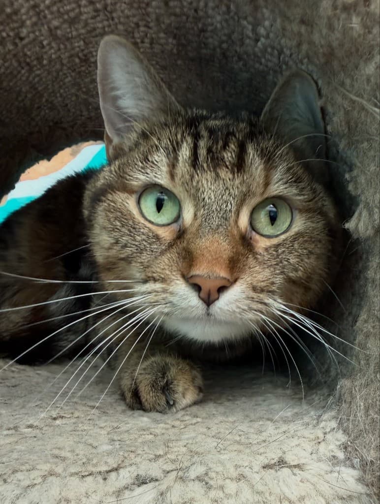 Cat peering out from a cozy hideaway at the shelter