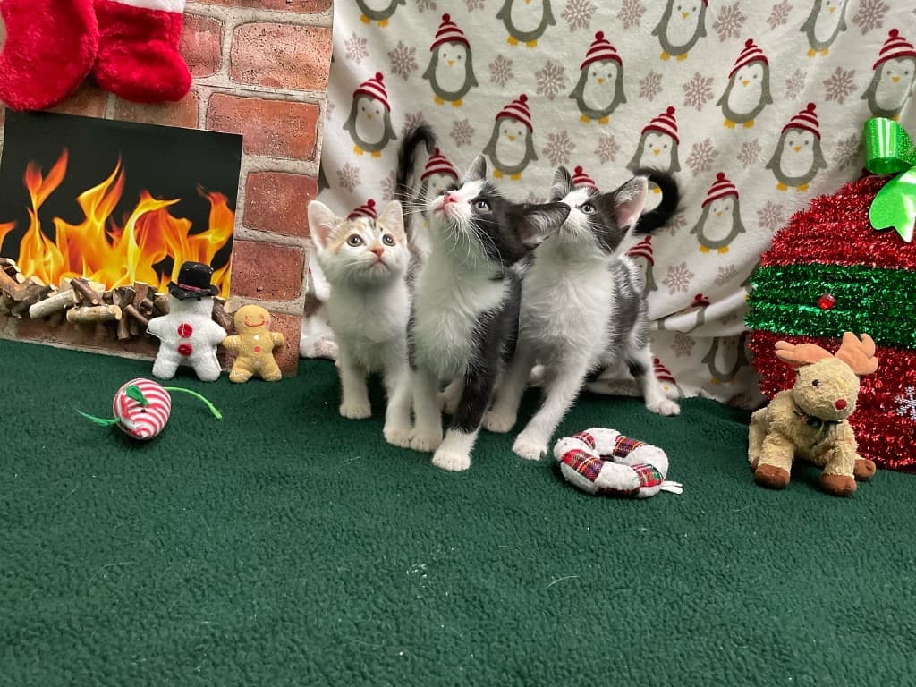 Cat shelter wish list donations